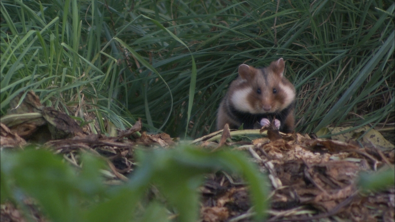 Äsche in der Gera und Hamster im Feld